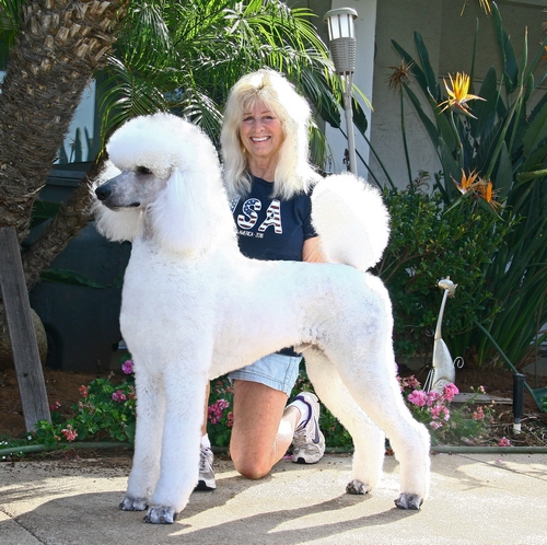 Standard Poodles For Sale in San Diego