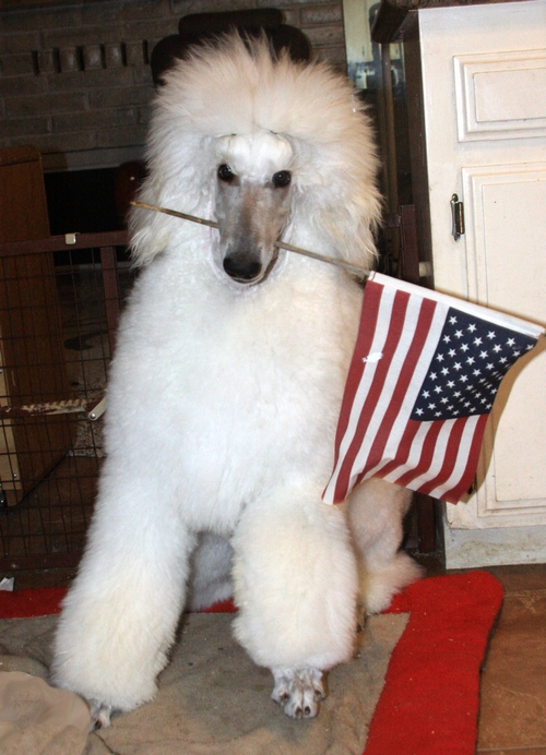 Standard Poodles For Sale in San Diego