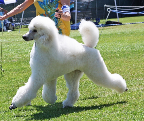 Standard Poodles For Sale in San Diego