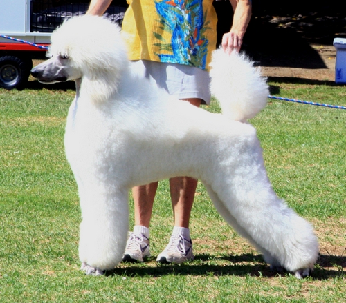 Standard Poodles For Sale in San Diego