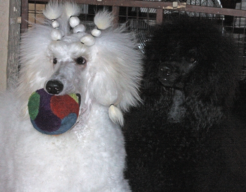 Standard Poodles For Sale in San Diego