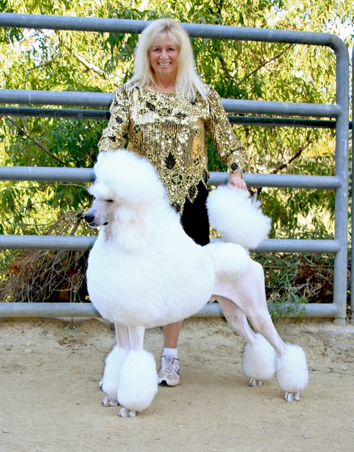 Standard Poodles For Sale in San Diego