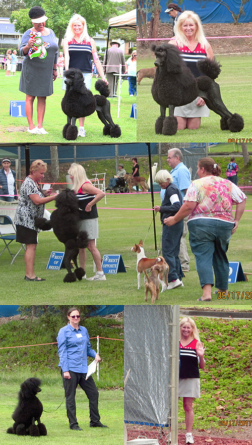 Standard Poodles For Sale