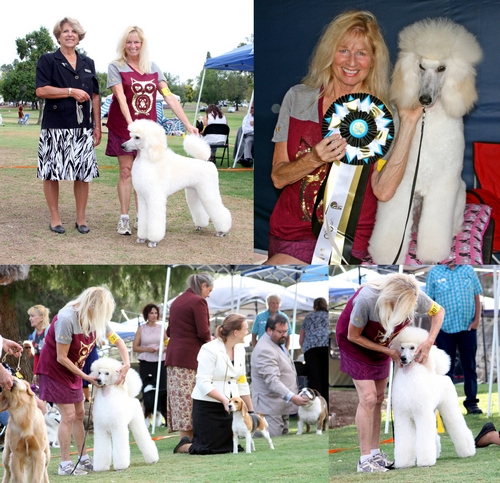 Standard Poodles For Sale in San Diego