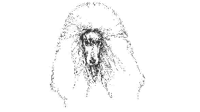 Poodle