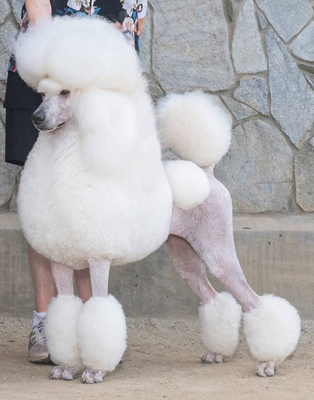 Summermist Standard Poodles