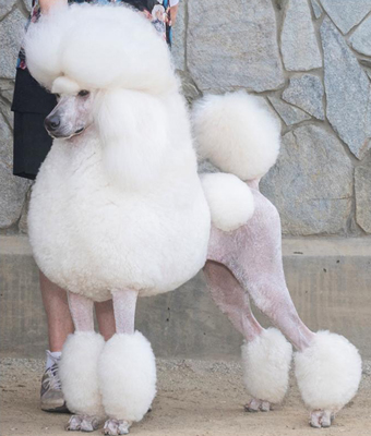 Summermist Standard Poodles