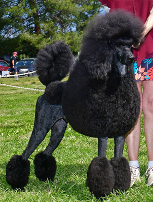 Summermist Standard Poodles