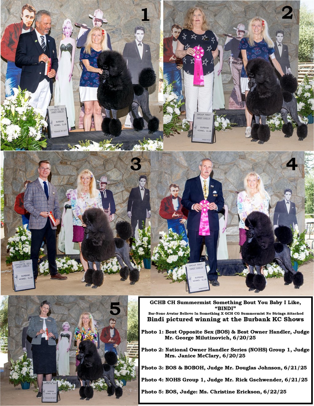 Summermist Standard Poodles