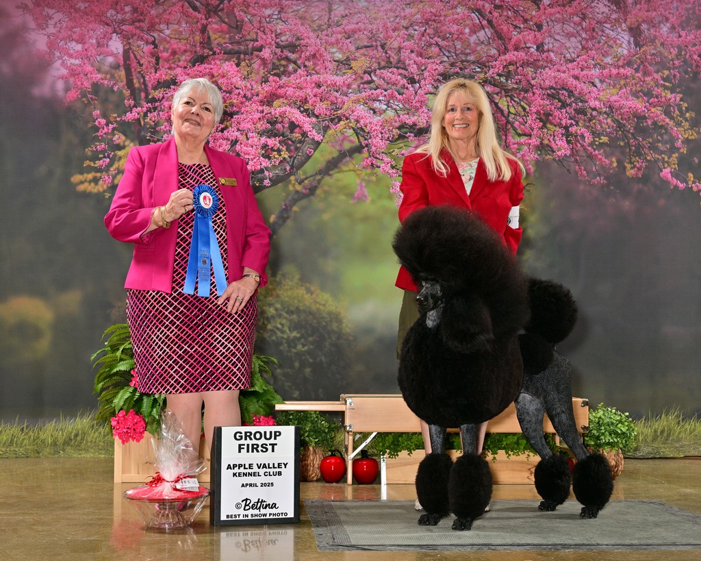 Summermist Standard Poodles