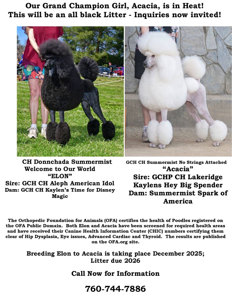 Summermist Standard Poodles