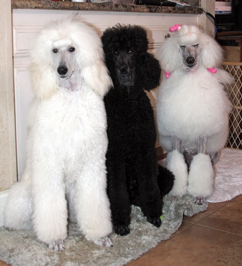 Joy - Standard Poodles For Sale